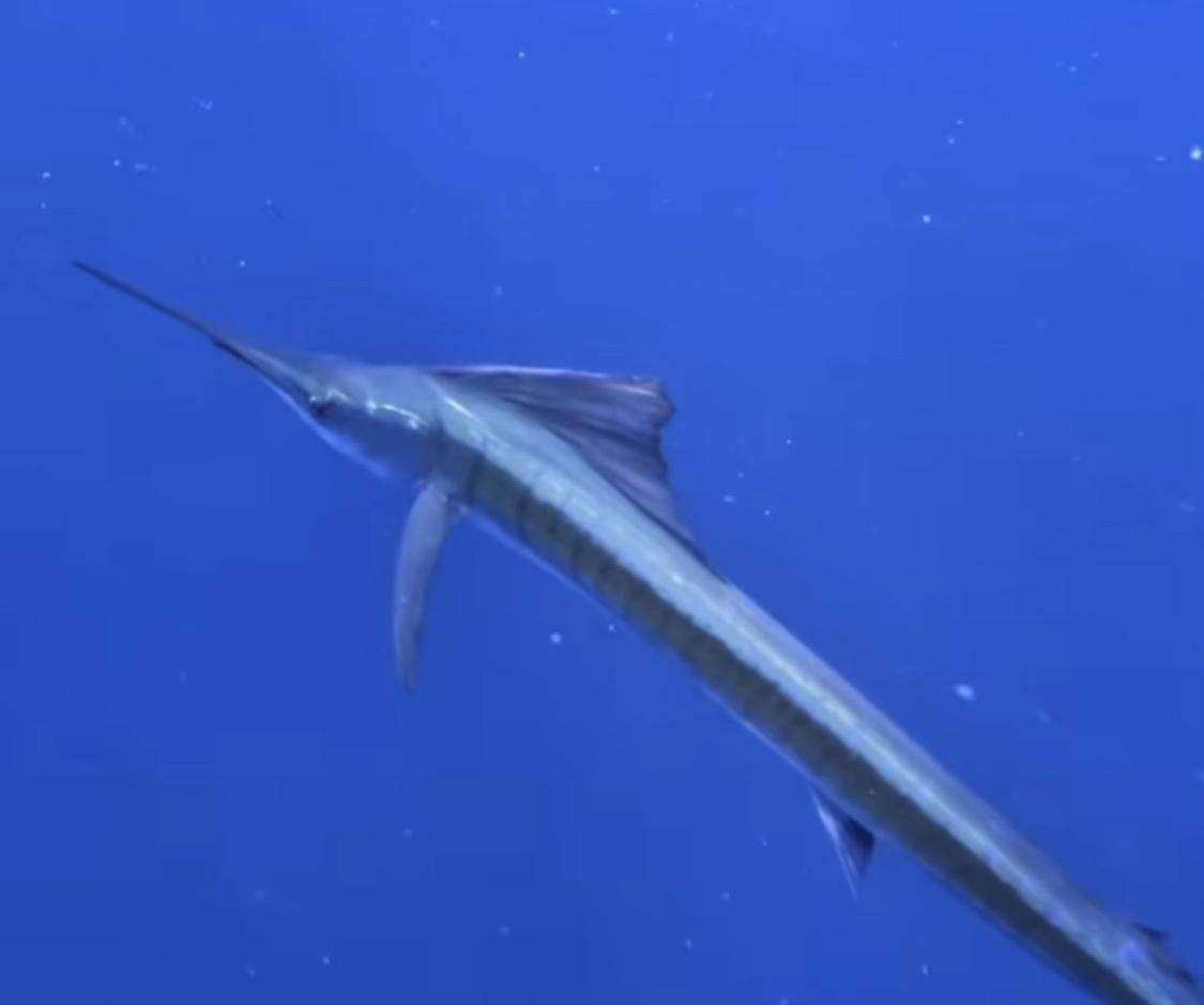 A sailfish swimming through deep blue open water, its long bill pointed forward